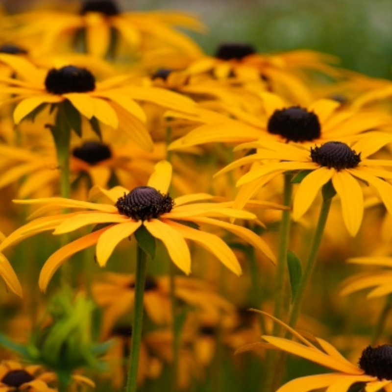 Gardeners' Corner at Calgary Horticultural Society - mailchi.mp/calhort/garden…
How can you add late season colour to your garden? Check out the August events! We have three tours lined up. Learn more, read this week's e-news. Subscribe bit.ly/3mFnHMn #yycgardener #yycnow