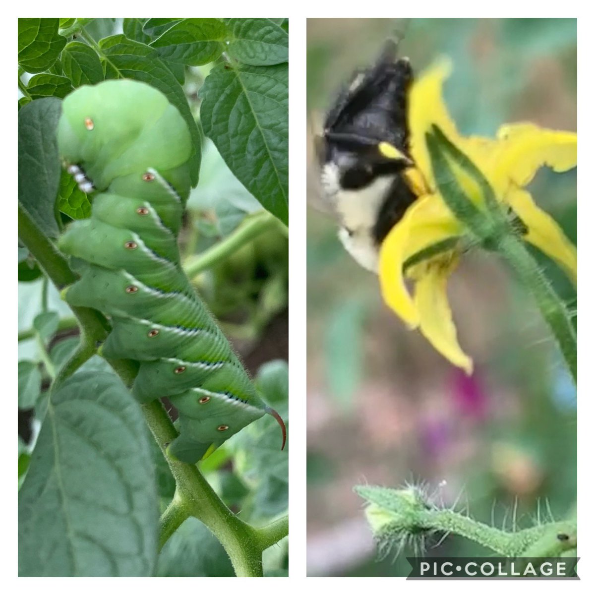 Mr. Uriarte (@mruriarte) on Twitter photo The Whiteoaks Garden is doing well for the heat wave we’re in. We have some insect friends visiting and lots of growth of corn, eggplant, zucchini, &squash. The kindergarten garden in its metal container is doing OK but needs more TLC
<a href="/PDSB_eco/">Peel EcoSchools</a> The Whiteoaks Garden is doing well for the heat wave we’re in. We have some insect friends visiting and lots of growth of corn, eggplant, zucchini, &squash. The kindergarten garden in its metal container is doing OK but needs more TLC
<a href="/PDSB_eco/">Peel EcoSchools</a>