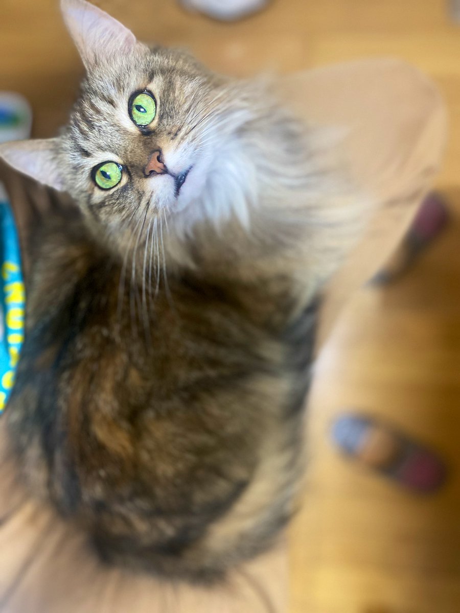 manjimaron's tweet image. 出遅れた #世界ねこの日