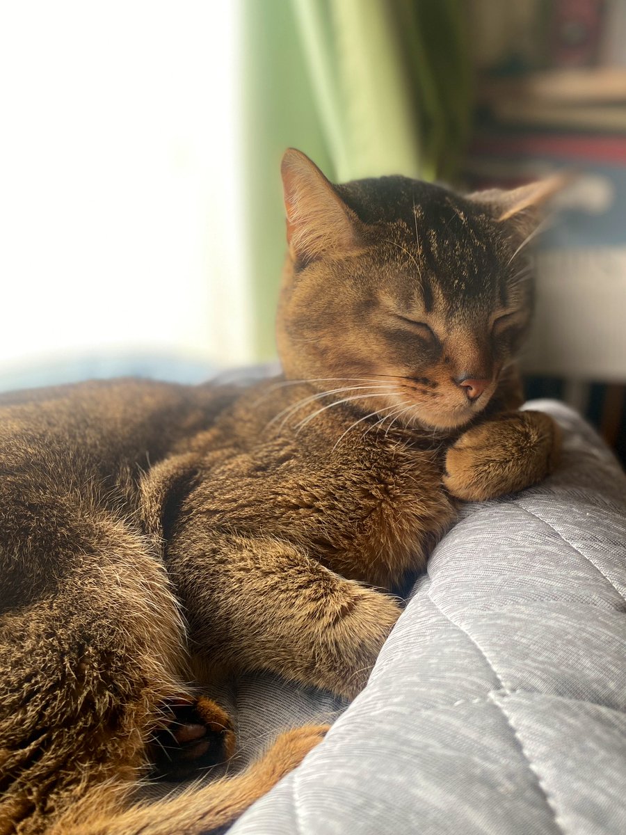 manjimaron's tweet image. 出遅れた #世界ねこの日