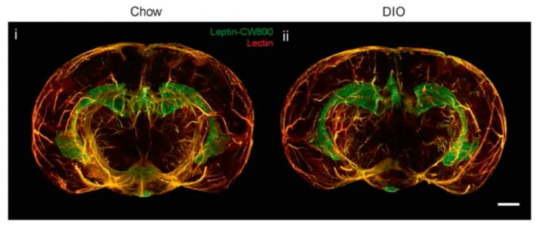 You can eat less, exercise more, and STILL not lose fat.

Because fat loss is controlled by one hormone almost no one talks about.

It’s not insulin, not cortisol, and it’s something you’ve probably never heard of...

Here’s what it is, and how to fix it (science proven): 🧵