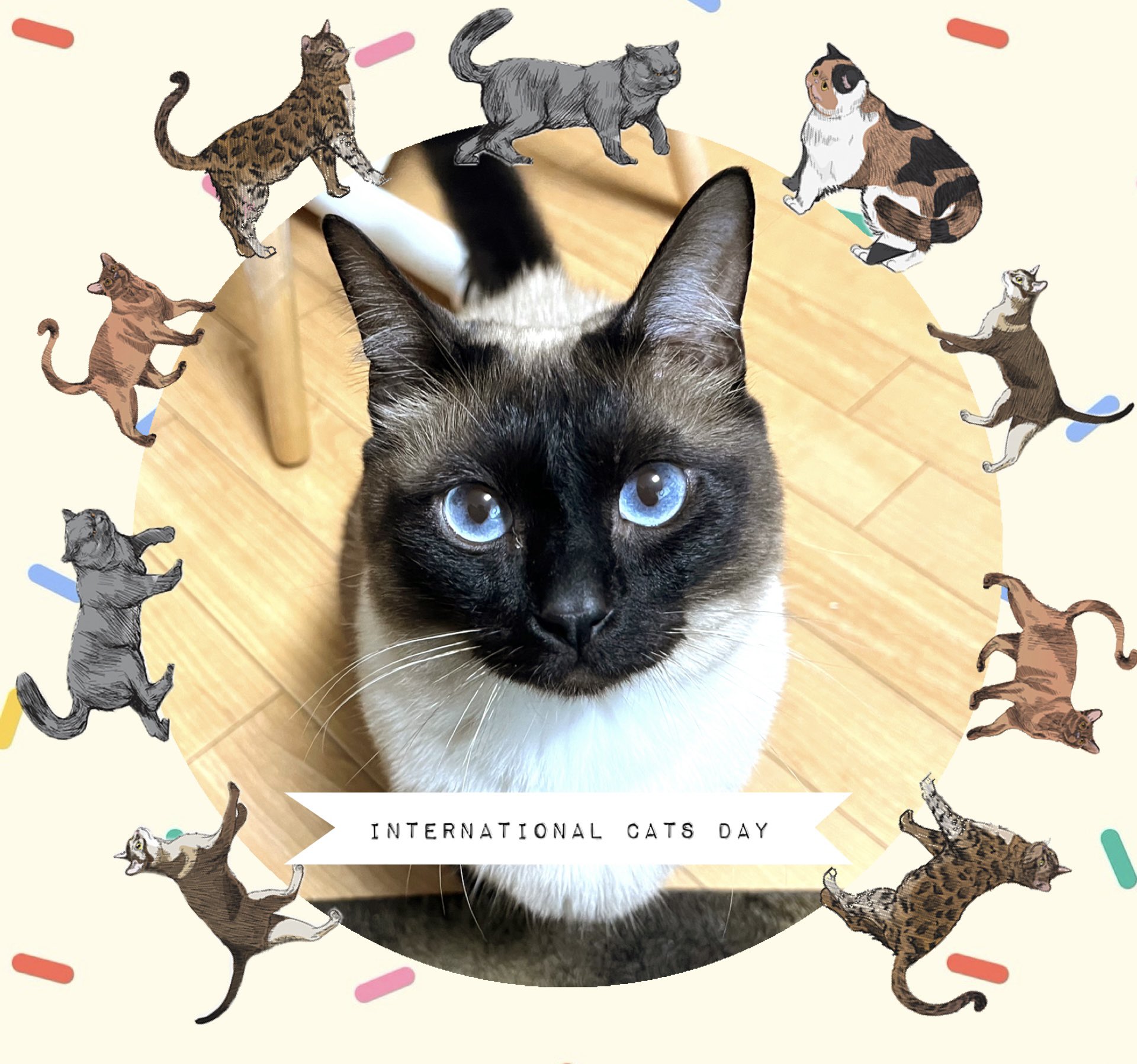 ごじょー🐱🐾ボクは最強のたぬシャムᐢ⓿ᴥ⓿ᐢ