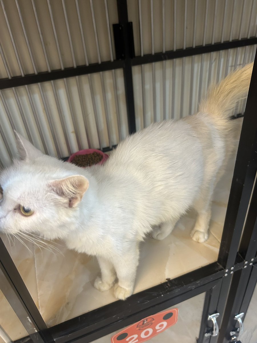 shirobloon's tweet photo. Hi, aku open adopt kucing betina, untuk umurnya aku gak tahu karena dia aku rescue dari jalanan. Saat ini dia ada di pet hotel daerah Tangsel. Semoga ada yang bisa adopt adek cantik ini segera ya, please. Thank you! #adoptkucing #adopsikucing #kucing #adopsi #kucingtangsel https://t.co/gcYuMKAvHN