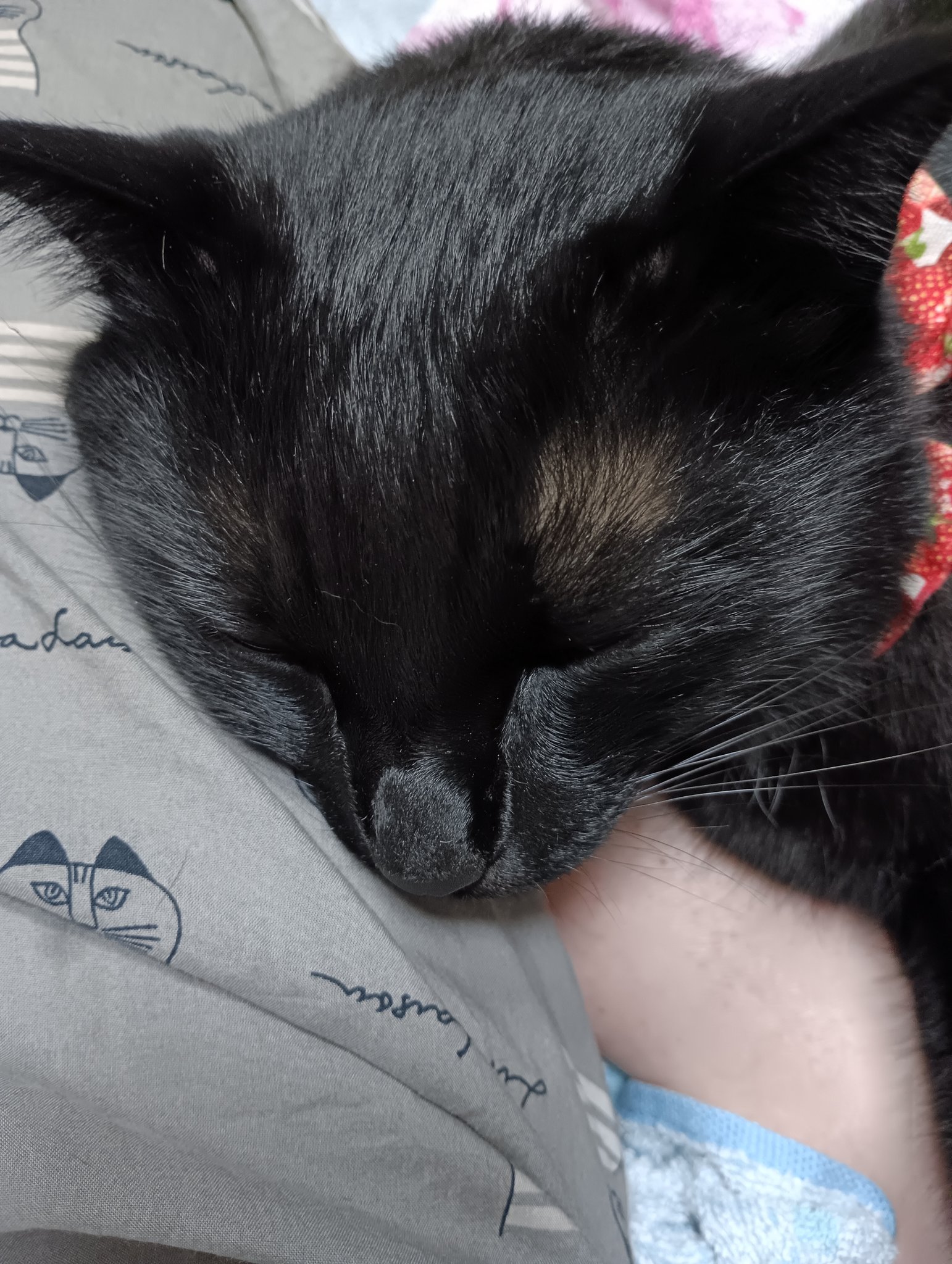 黒猫様♡ありがとうございます♡ ろくた on X: 