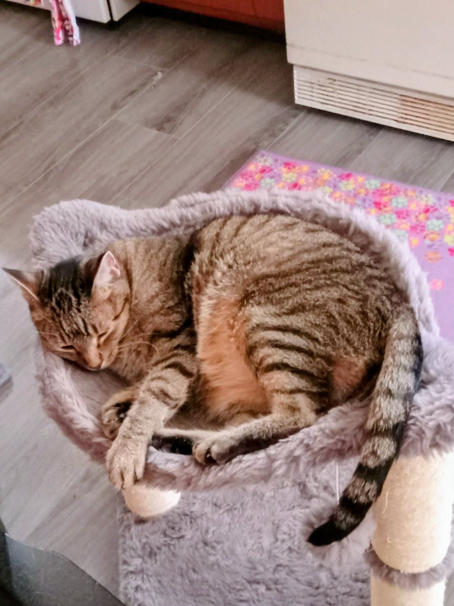 Tessie 💙 RIP Olly 🐾 (@littletess3) on Twitter photo <a href="/ShivaandJaya/">Sparkle & Lilibet from da Yurpean Onion🇪🇺</a> I us posting a pikshur of my husband <a href="/Charcoalgm13924/">Tigger, Charcoal and Zuko</a> for #frontpawfriday <a href="/ShivaandJaya/">Sparkle & Lilibet from da Yurpean Onion🇪🇺</a> I us posting a pikshur of my husband <a href="/Charcoalgm13924/">Tigger, Charcoal and Zuko</a> for #frontpawfriday