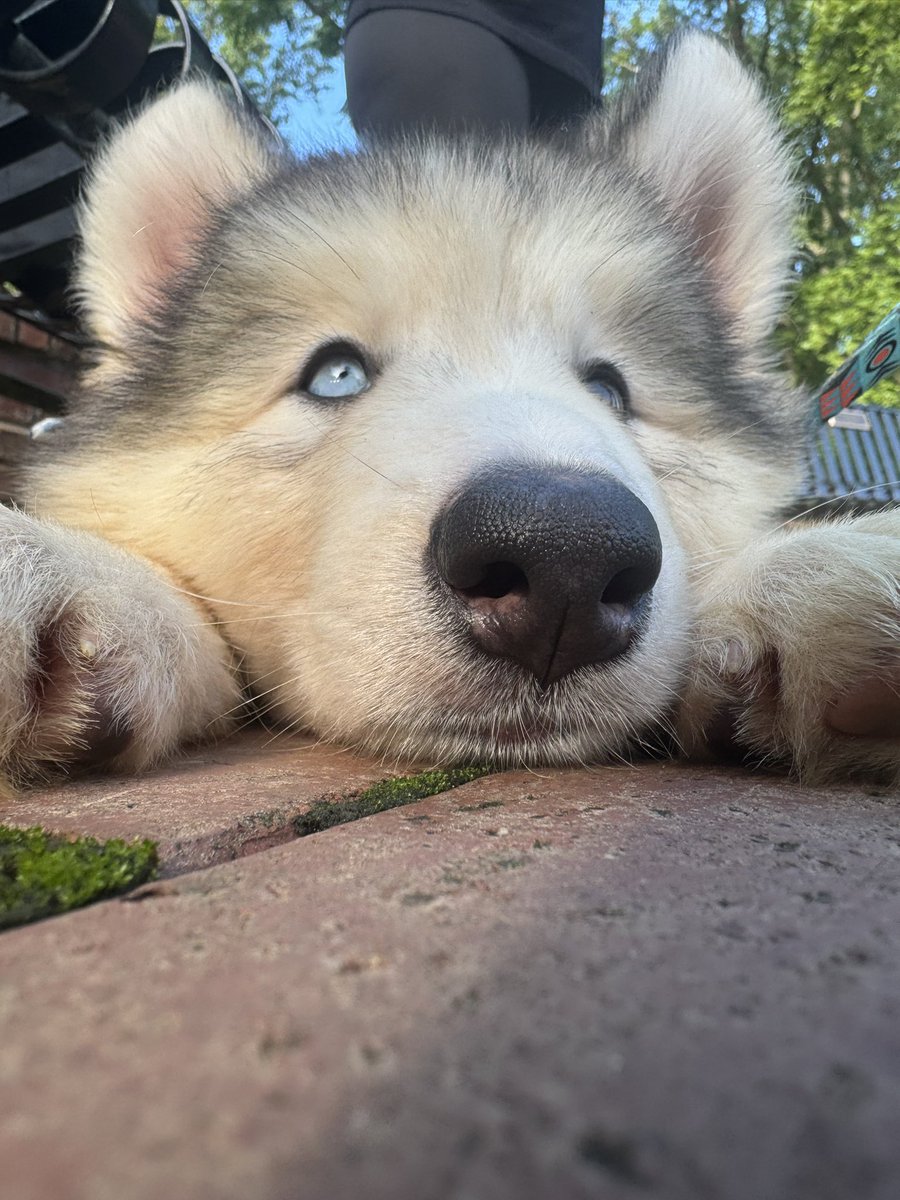 Shayan Sen tweet media