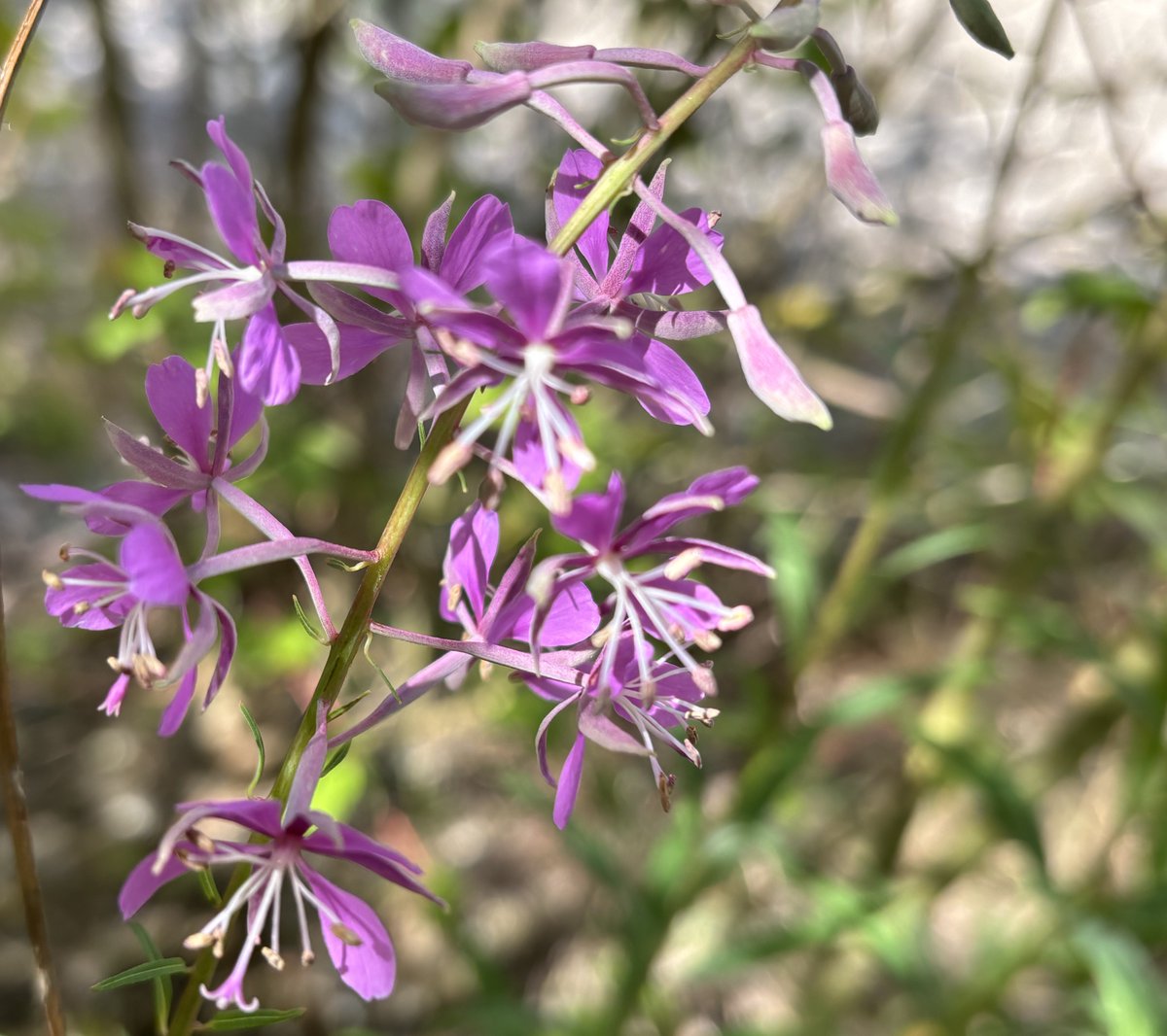 Rosebay Willowherb, Chamaenerion angustifolium, also known as Fireweed with its pretty purple individual florets 💜
#AlphabetChallenge #WeekFforFire #RosebayWillowherb #Fireweed #Wildflowers