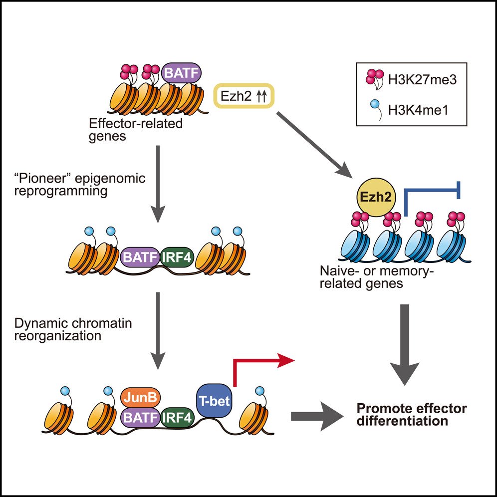 Waggoner Lab (@labwaggoner) on Twitter photo BATF is a pioneer initiating chromatin reorganization upon antigen encounters and heterodimerizes with IRF4 to drive the dynamic rearrangement of epigenomic and transcriptomic landscapes in effector differentiation of CD8+ T cells <a href="/CellReports/">Cell Reports</a>
cell.com/cell-reports/f… BATF is a pioneer initiating chromatin reorganization upon antigen encounters and heterodimerizes with IRF4 to drive the dynamic rearrangement of epigenomic and transcriptomic landscapes in effector differentiation of CD8+ T cells <a href="/CellReports/">Cell Reports</a>
cell.com/cell-reports/f…
