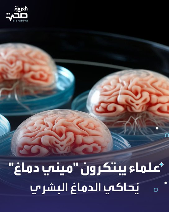 في إنجاز علمي غير مسبوق، طوّر باحثون عضيّات دماغية ثلاثية الأبعاد من خلايا جذعية بشرية، تُظهر نشاطًا كهربائيًا وتواصلًا عصبيًا يشبه ما يحدث في الدماغ البشري النامي.. تتفاعل هذه العضيات مع الضوء والكهرباء، وقادرة على تشكيل دوائر عصبية وظيفية.. هذا التقدم قد يُمكّن من دراسة تطور الدماغ والأمراض العصبية، ويفتح آفاقًا جديدة لاختبار الأدوية. صحة _صحة 