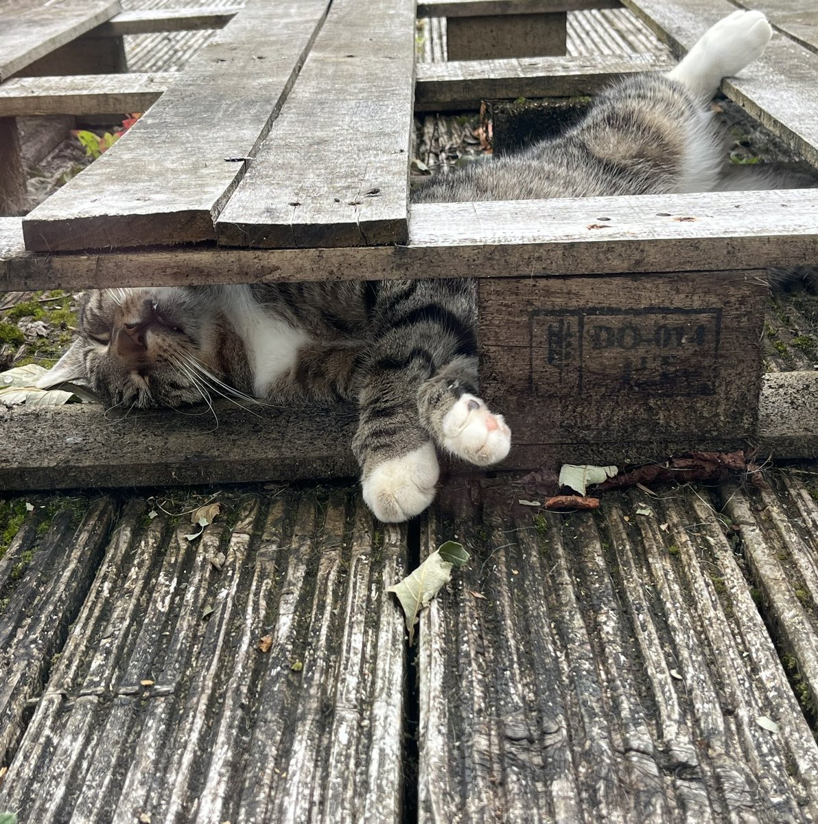 Gcorc's tweet image. #InternationalCatDay