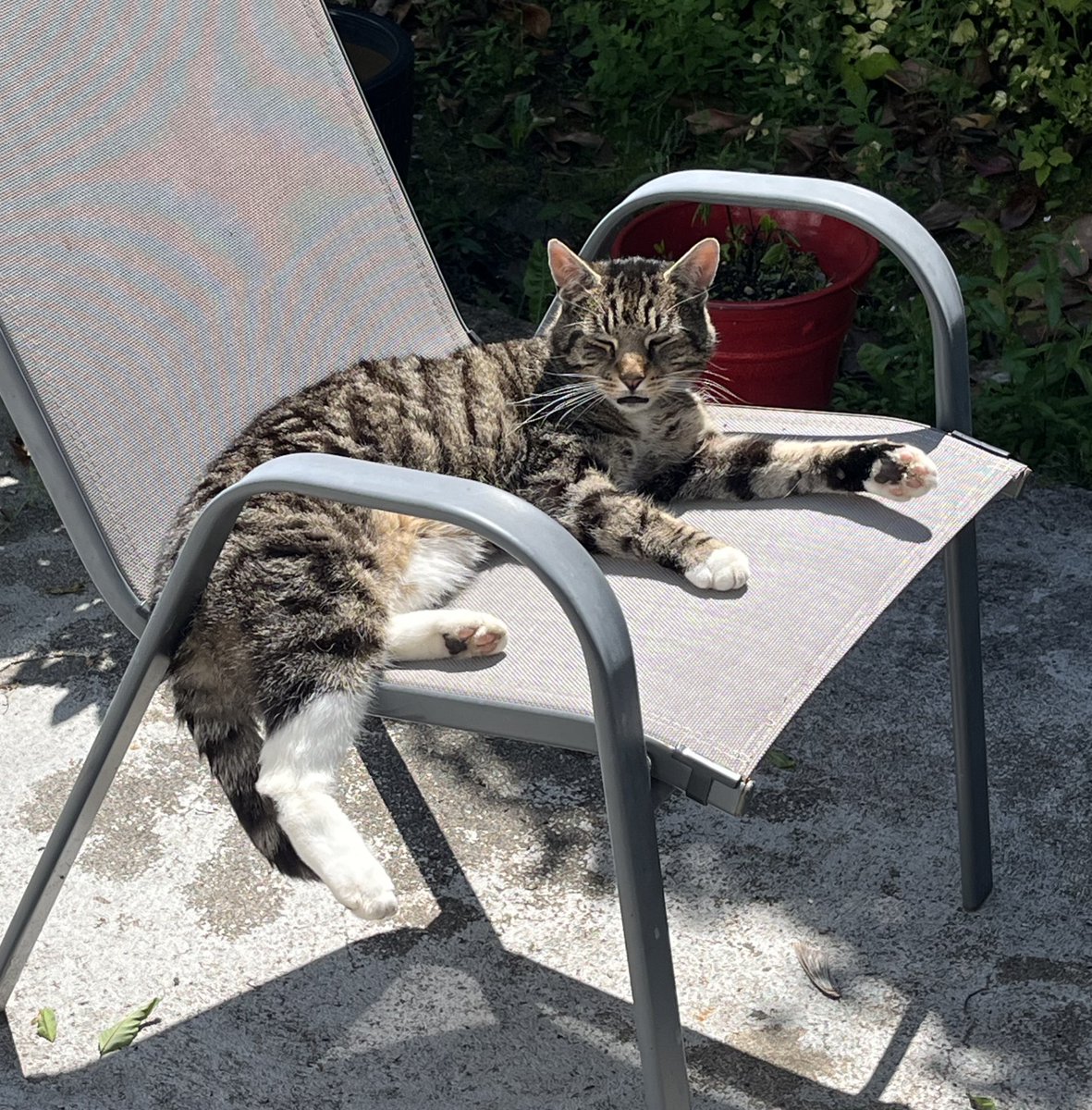 Gcorc's tweet image. #InternationalCatDay