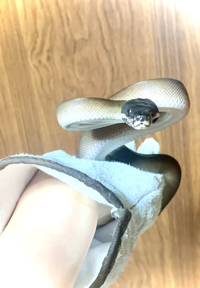 暗（あん）ちゃん うちにきてから初脱皮
ボロボロに脱ぎ散らかしてたけど ピカピカツヤツヤ✨✨

ブラックタイプの方をお迎えしたんだけど なんとなくシルバー寄りなような？
きっとパパ似なんだよね🐍

<a href="/MikagePythons/">Mikage Pythons</a> 

 #アルバーティスパイソン 
 #キミカブラック
 #シロクチニシキヘビ