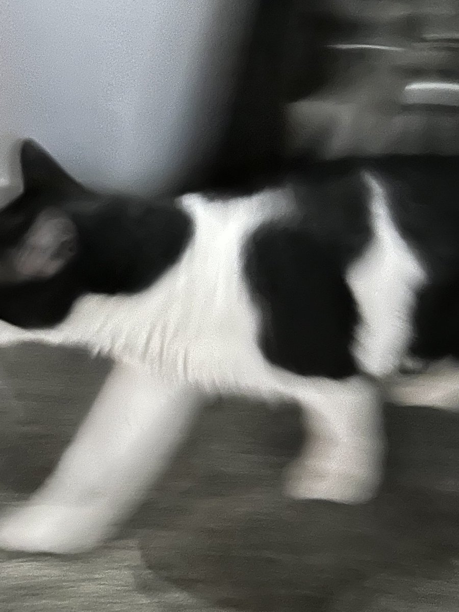 寿司、帰り道で会ったネコ