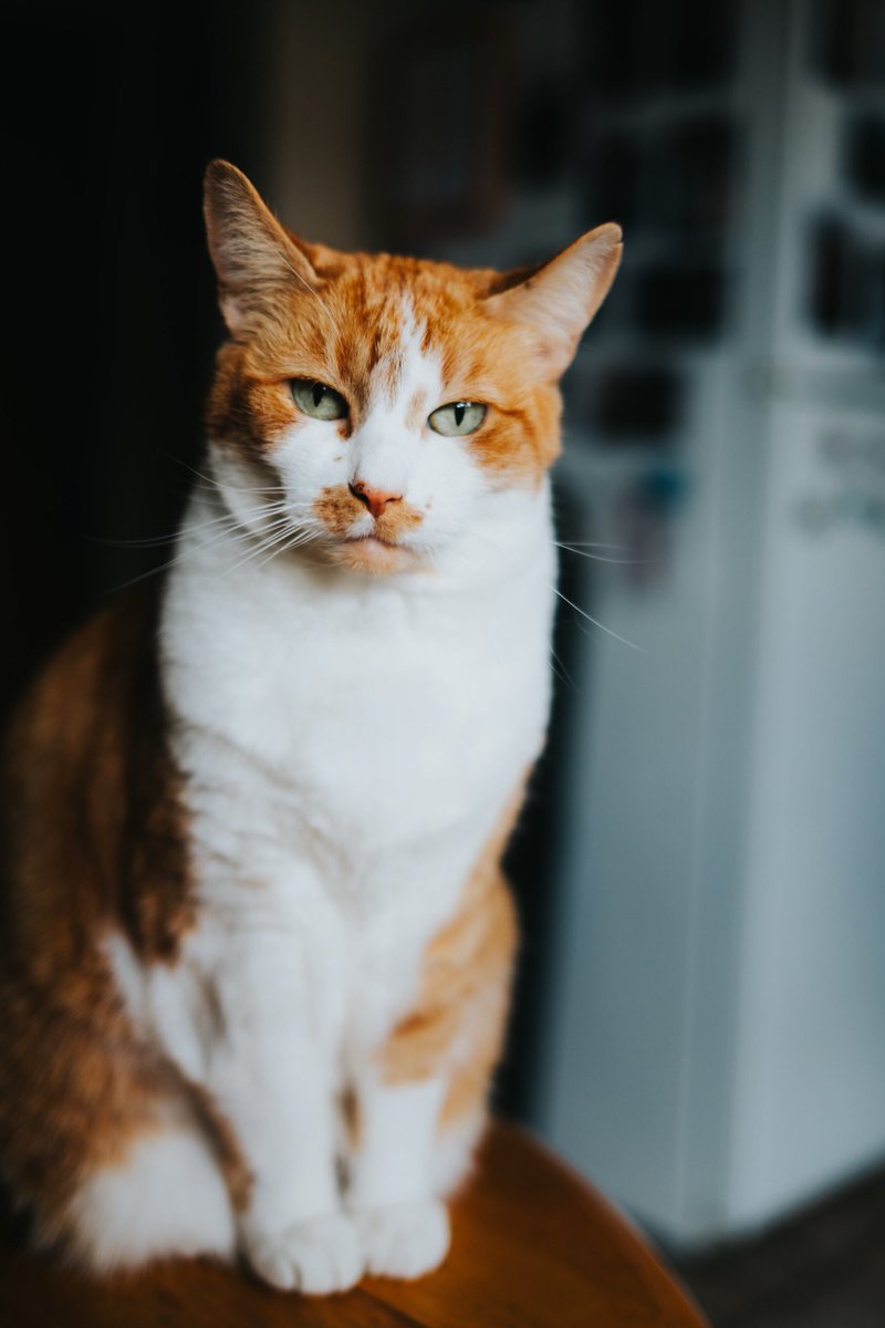 Interrupting your feed with cat post.
Suika and Mikka 💛💜