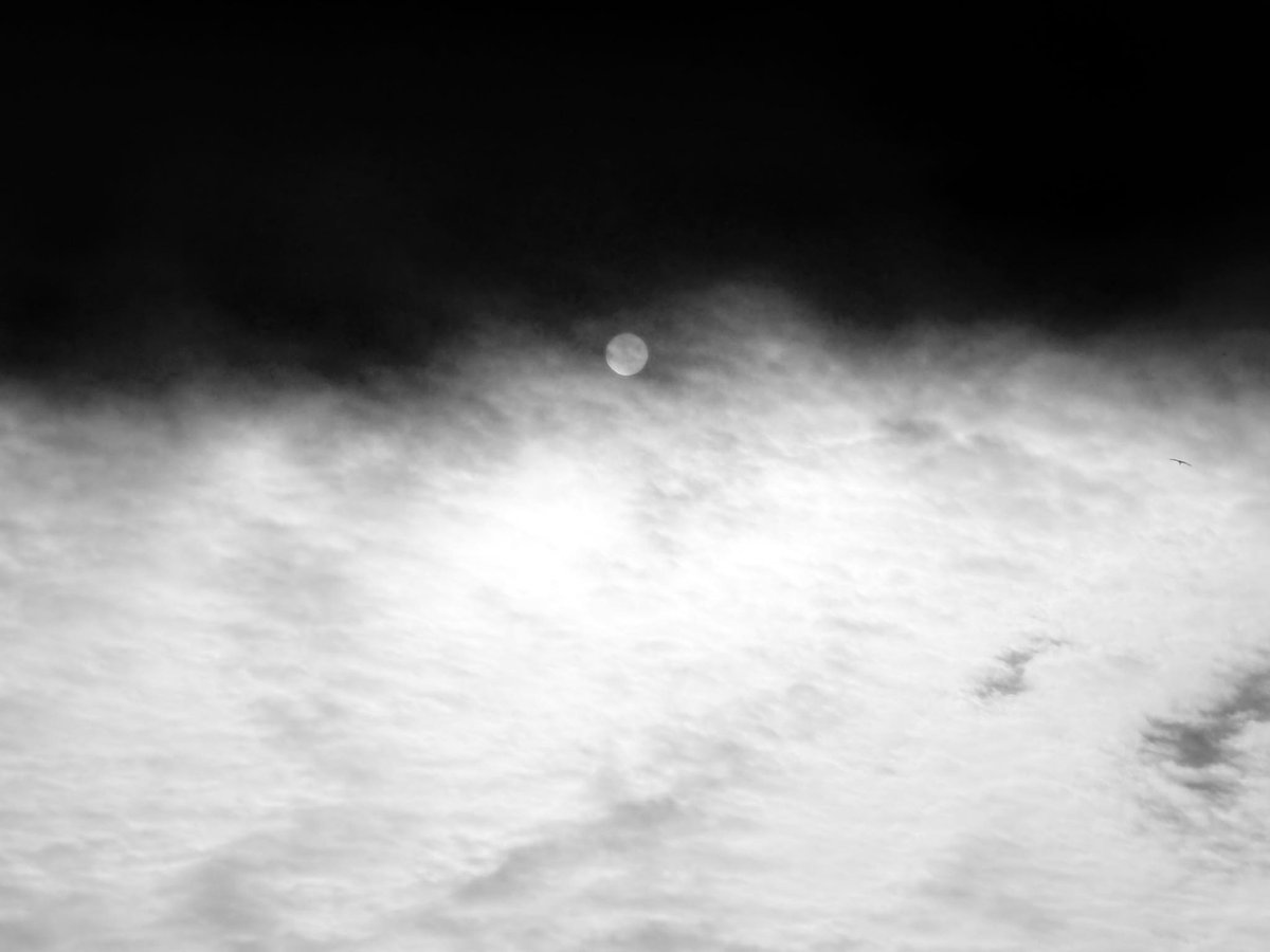 #FoxProse

Promised yesterdays,
Sign me away..
Find me a day,
Or a night that can’t stray~
Where the moon is my bloom,
My monsoon of soon,
Forever, and here..to stay,

#Poetrycommunity 

Pic is my own,