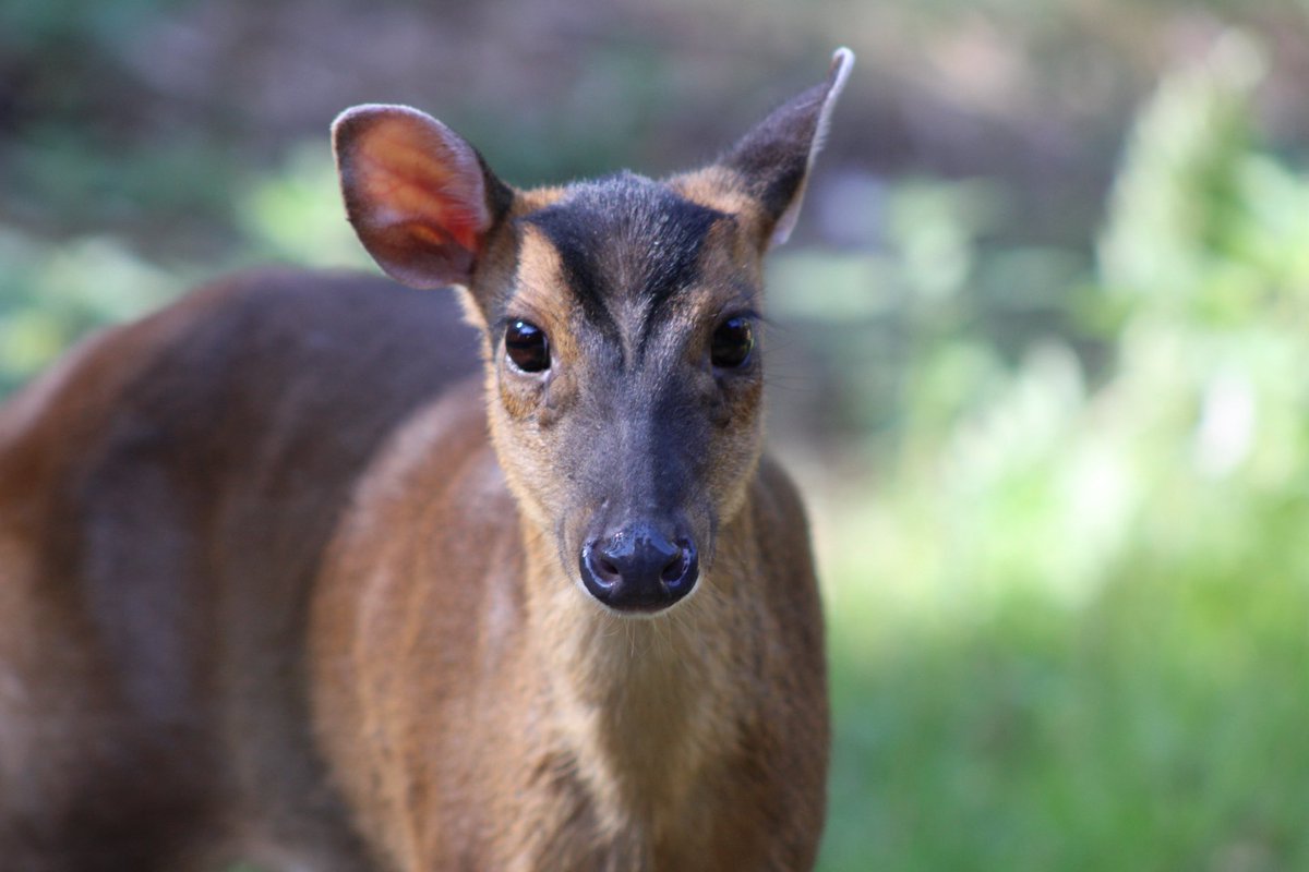 Decided to take a picture of something a little bit different…

Weekend break away with the family and this beautiful Muntjac decided to join us! 

📸 - Canon EOS 2000D