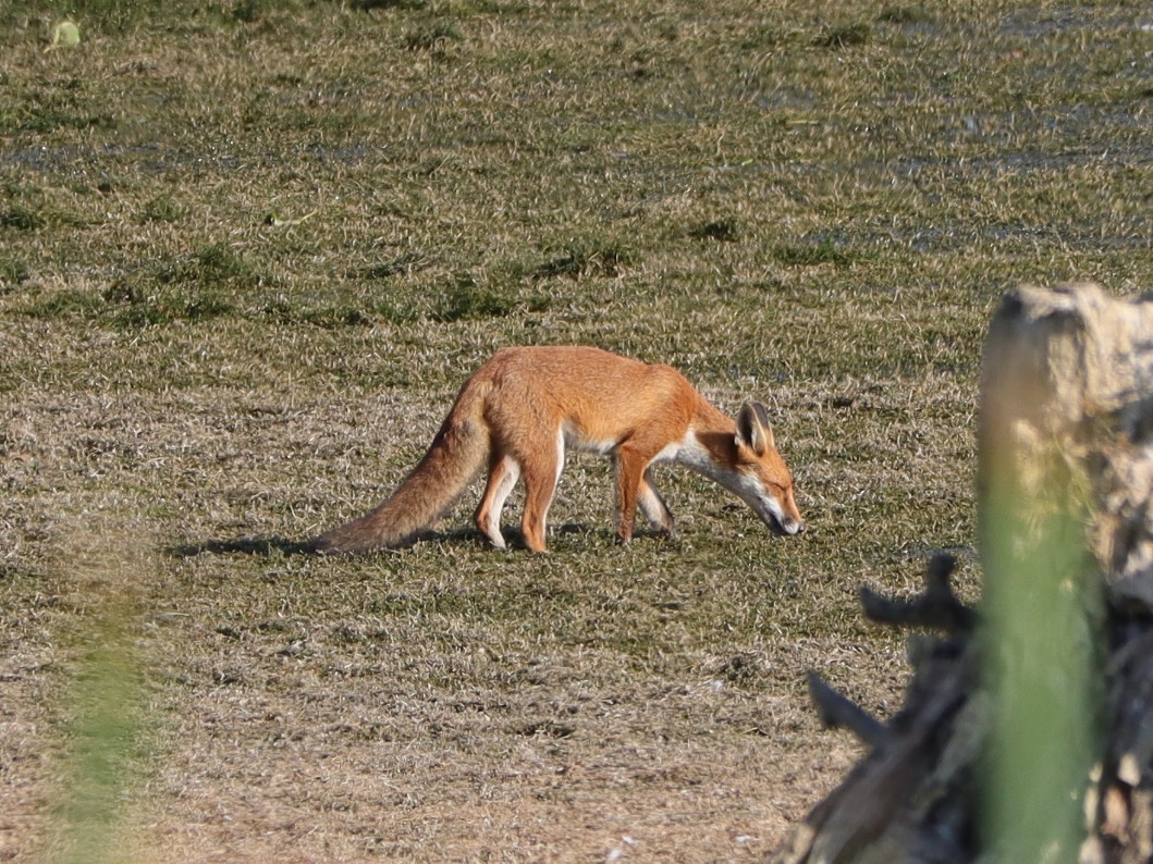Tony Stanford (@tstanford3722) on Twitter photo Fox this morning at Pitsford Water NR. <a href="/wildlifebcn/">The Wildlife Trust for Beds, Cambs & Northants</a> <a href="/Natures_Voice/">RSPB</a> <a href="/Britnatureguide/">The British Nature Guide</a> <a href="/NatureUK/">NatureUK</a> #NaturePhotography Fox this morning at Pitsford Water NR. <a href="/wildlifebcn/">The Wildlife Trust for Beds, Cambs & Northants</a> <a href="/Natures_Voice/">RSPB</a> <a href="/Britnatureguide/">The British Nature Guide</a> <a href="/NatureUK/">NatureUK</a> #NaturePhotography