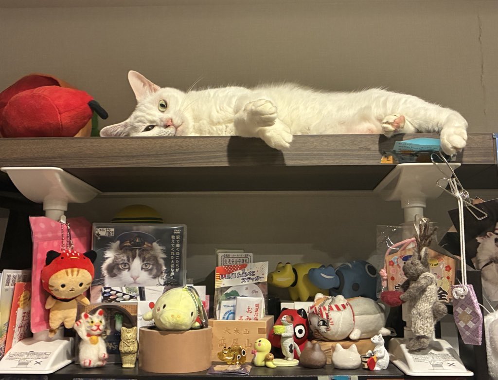 しらたま、最近よくキャットウォークの上で寝ている😸💤