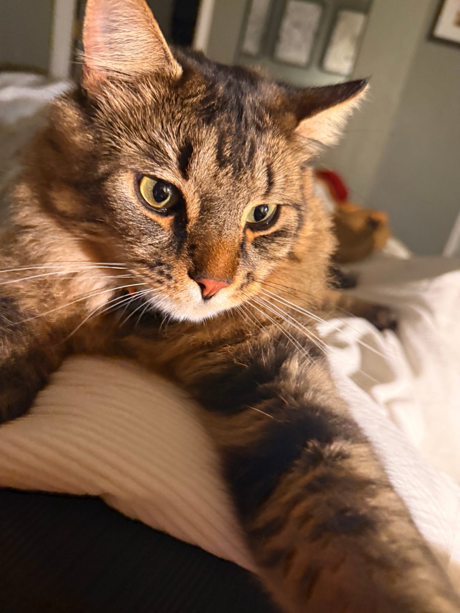 WanderingJodi's tweet image. Happy International Cat Day! Celebrate with us by sharing your favorite travel moments with your feline friends. Tag us in your photos and let's spread the joy of travel! 🎉 #CatLovers #TravelWithCats #InternationalCatDay wix.to/4NWgcyz