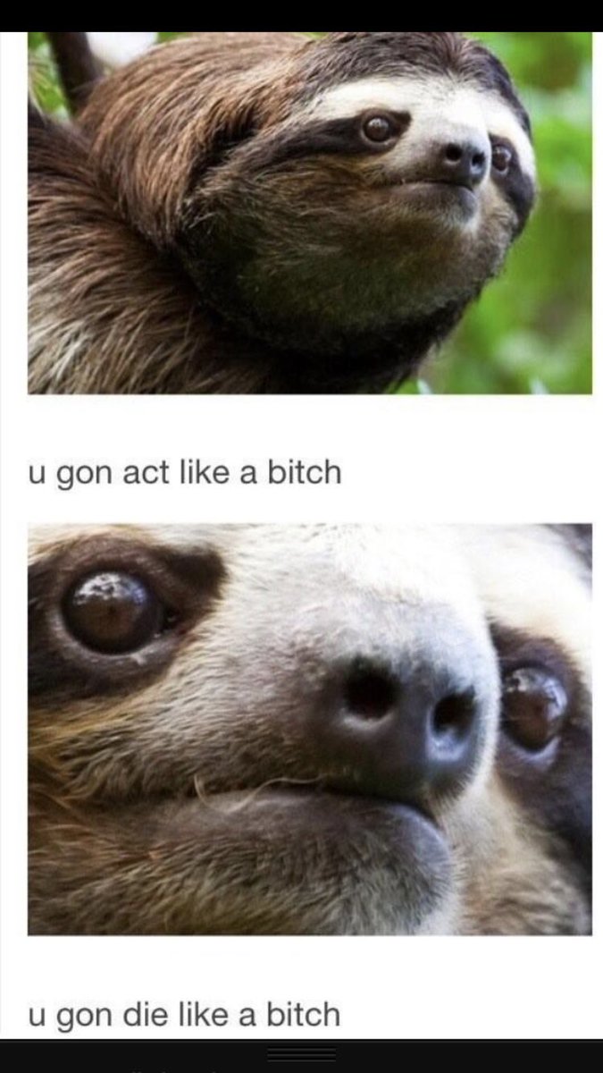 SykotikSanity's tweet image. #SlothCore