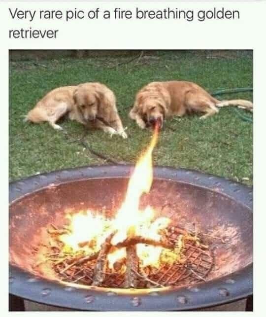 out of context dogs (@contextdogs) on Twitter photo  out of context dogs (@contextdogs) on Twitter photo