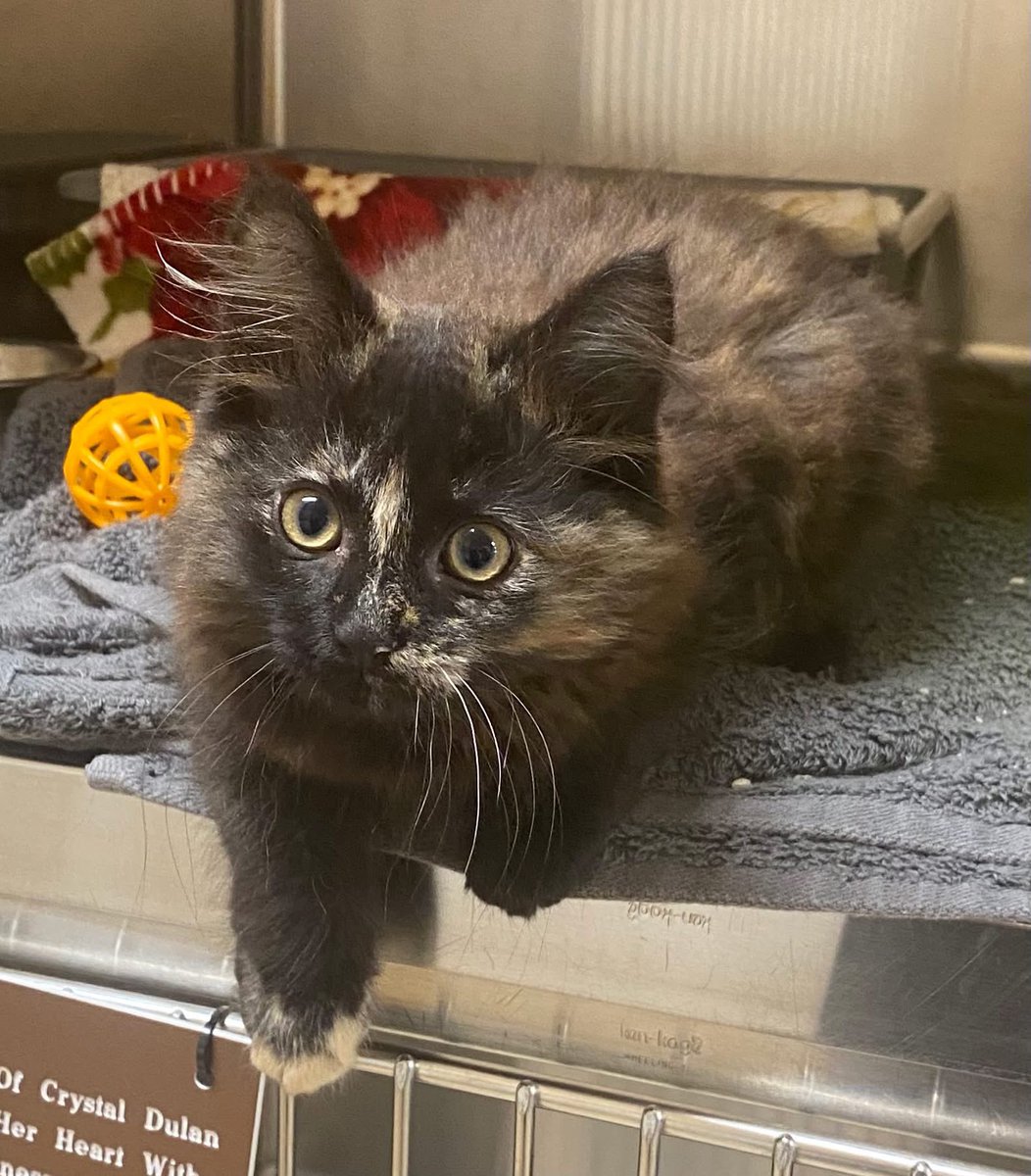 Halee🛩 (@hllaa16) on Twitter photo This is Cannoli, from the streets and now spayed and up for adoption. Special shoutout to <a href="/damintoell/">Damin Toell</a> whose donation helped get this little girl one step closer to her forever home This is Cannoli, from the streets and now spayed and up for adoption. Special shoutout to <a href="/damintoell/">Damin Toell</a> whose donation helped get this little girl one step closer to her forever home