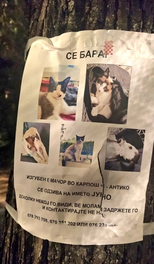 Изгубен е Јуно во реон Карпош 4. Маче со специфична точка близу носето.
РТ ако имате некој во тој реон што можеби би помогнал