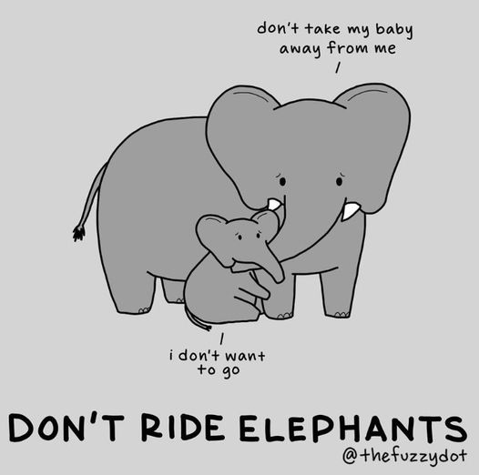 Animal cruelty is NOT a tourist attraction 🐘

🎨 the fuzzy dot