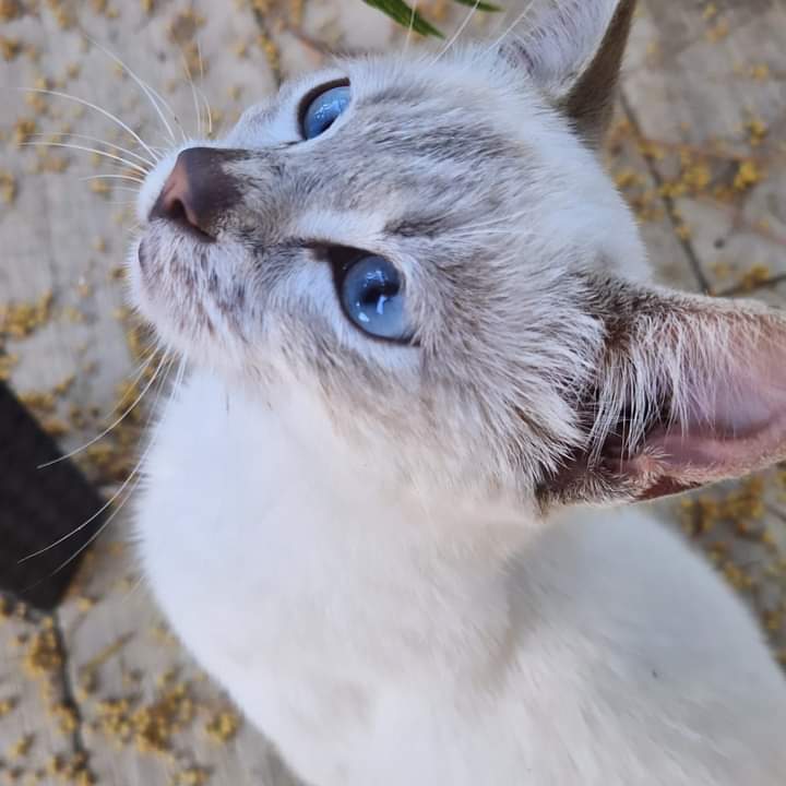 Se la Terra fosse piatta, i gatti
avrebbero già buttato tutto
giù dal bordo.
🖋Daniele Caruso 
📷 mia 
#Giornatainternazionaledelgatto #giornatamondialedelgatto