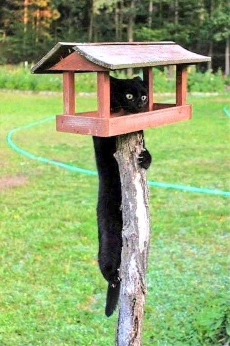 To catch the bird, one must think like the bird.

#InternationalCatDay