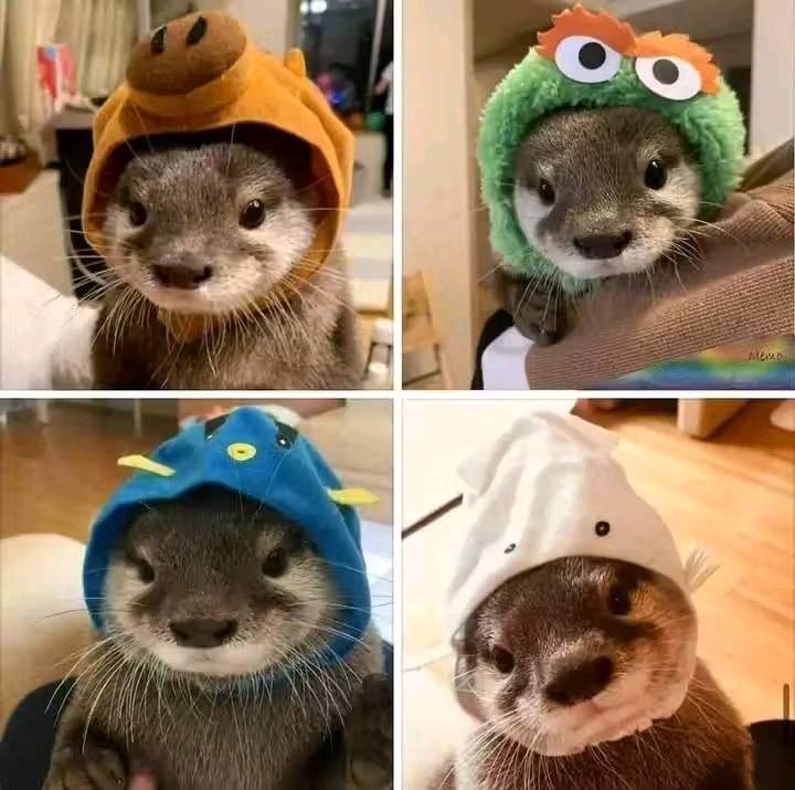 In_Otter_News2's tweet photo. Otters with hats again, for no reason other than otters in hats. https://t.co/c9P9ycJWiS