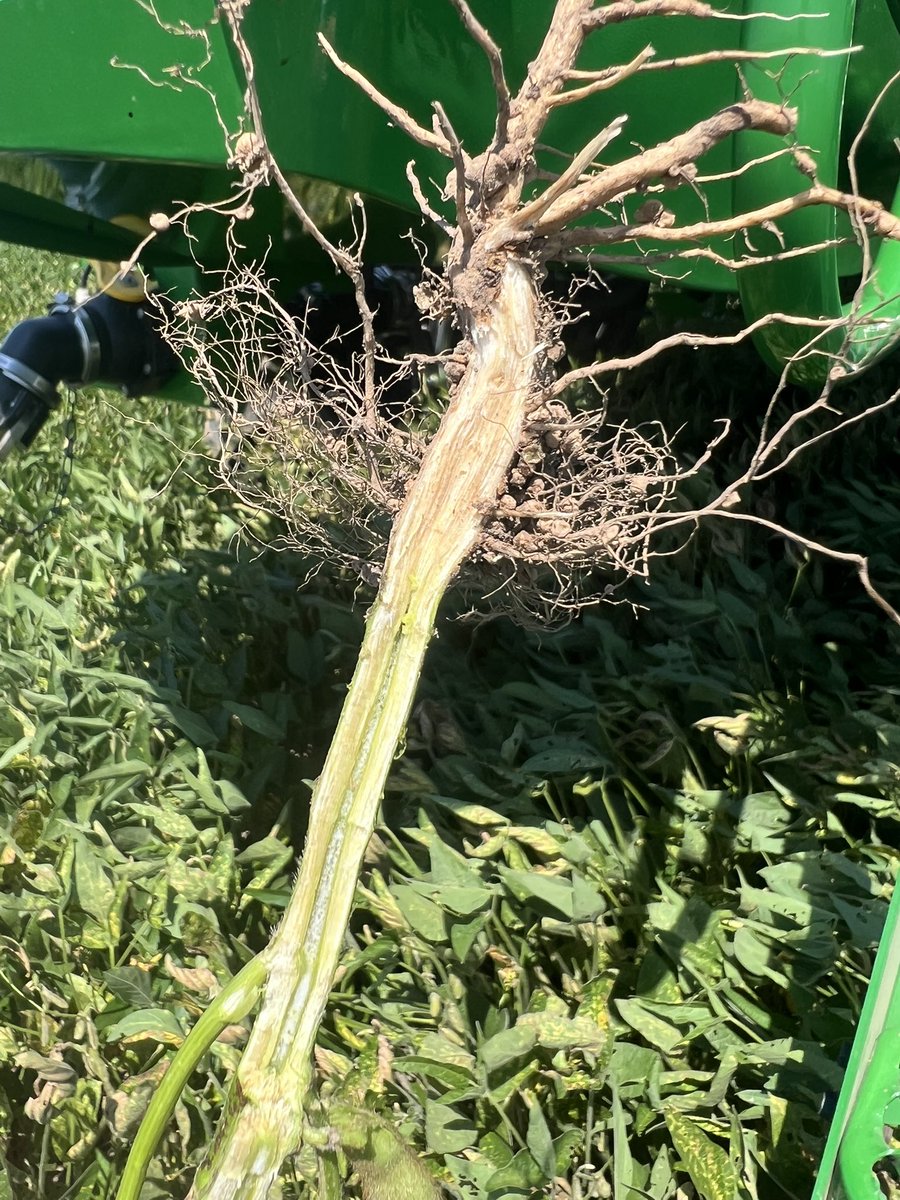 BrentJFF's tweet photo. #recordcrop https://t.co/Y8gVUVmEBe