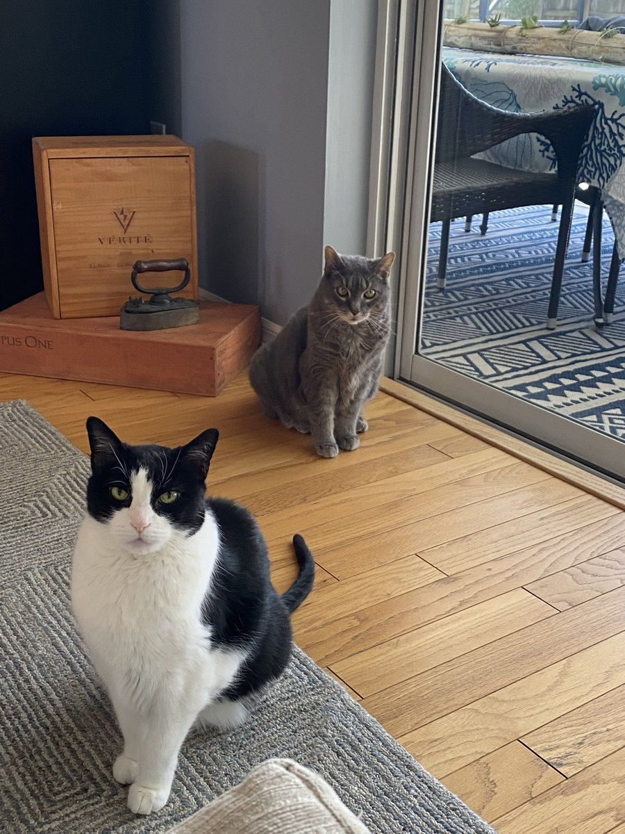 Two impatient cats wanting to go hang out by the pool