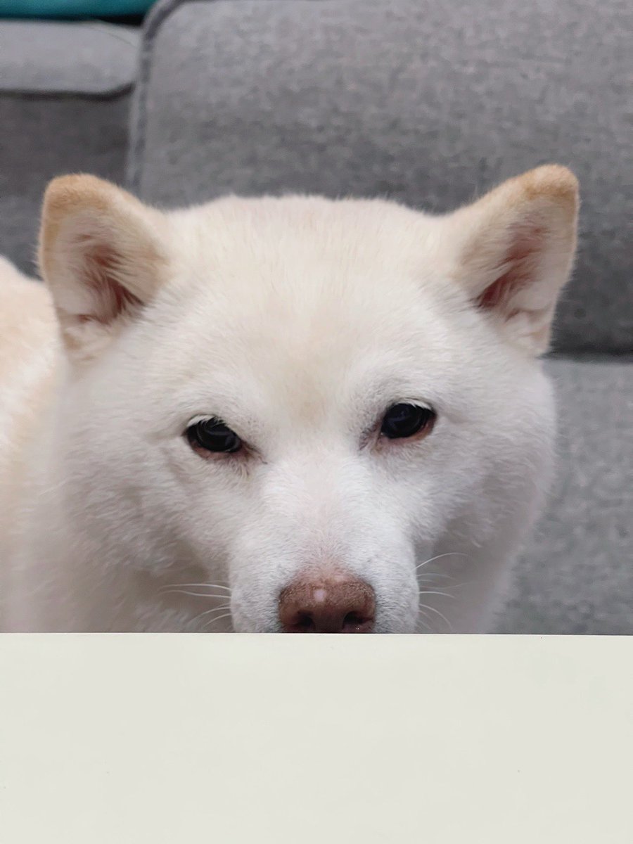 おはようございます🐻‍❄️

あっちから見ている👀

＃白柴
＃柴犬のいる暮らし