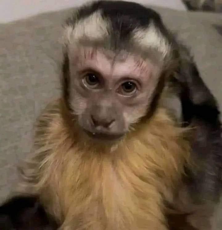 rivers as monkeys (@riversmonkeys) on Twitter photo 