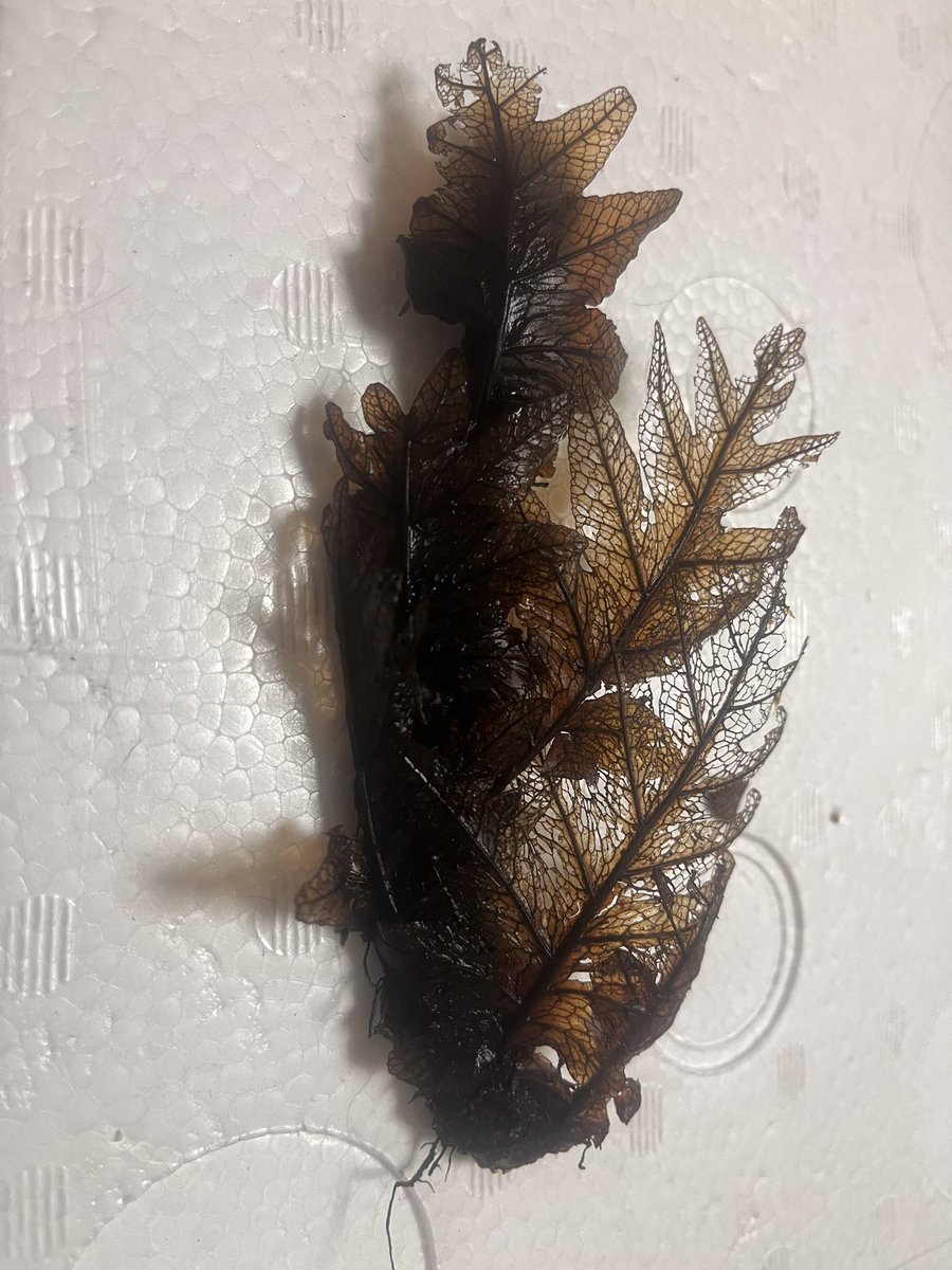 販売中。
DrynariaもAspidistraももうそろそろ在庫ないです

auctions.yahoo.co.jp/seller/arisaem…