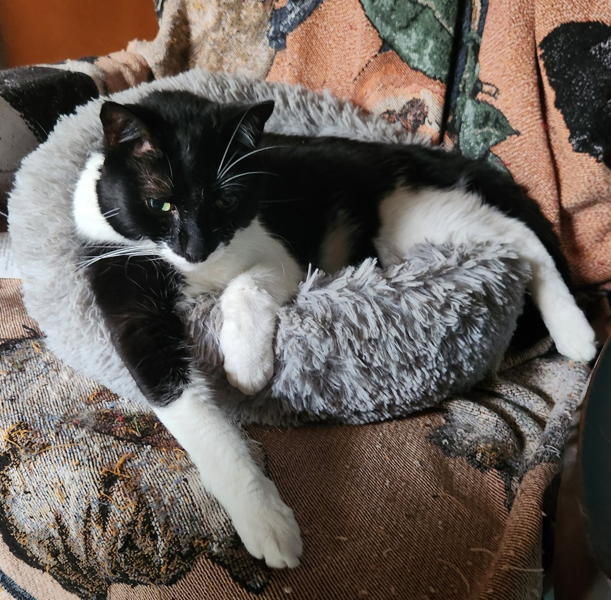 VanessaR61's tweet image. Happy #InternationalCatDay 🦇 
#Obi
#Catman 😼