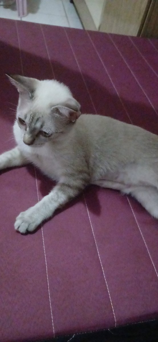 R4phaXD's tweet image. ⚠️COMISSÕES URGENTES PRA AJUDAR MINHA GATINHA⚠️
Oi gente essa manhã minha gata engoliu uma linha quando a gente tava dormindo, eu acabei de sair do ultrassom e é quase certeza que ela vai precisar de cirurgia então tô abrindo comms de emergência pra pagar o ultrassom e cirurgia +