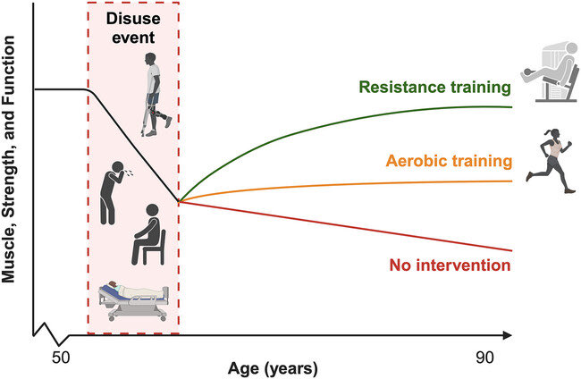 Mitigating disuse-induced skeletal muscle atrophy in ageing: Resistance exercise as a critical countermeasure

Exercise training modalities following a period of muscle disuse to recover skeletal muscle mass, strength and function👇🏼

#muscle #exercise 

physoc.onlinelibrary.wiley.com/doi/10.1113/EP…