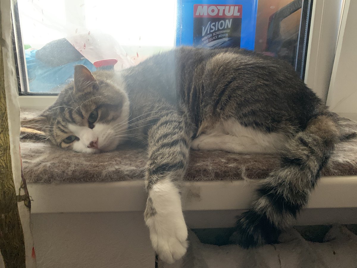 День кота ♥️
Огурчик та Морква