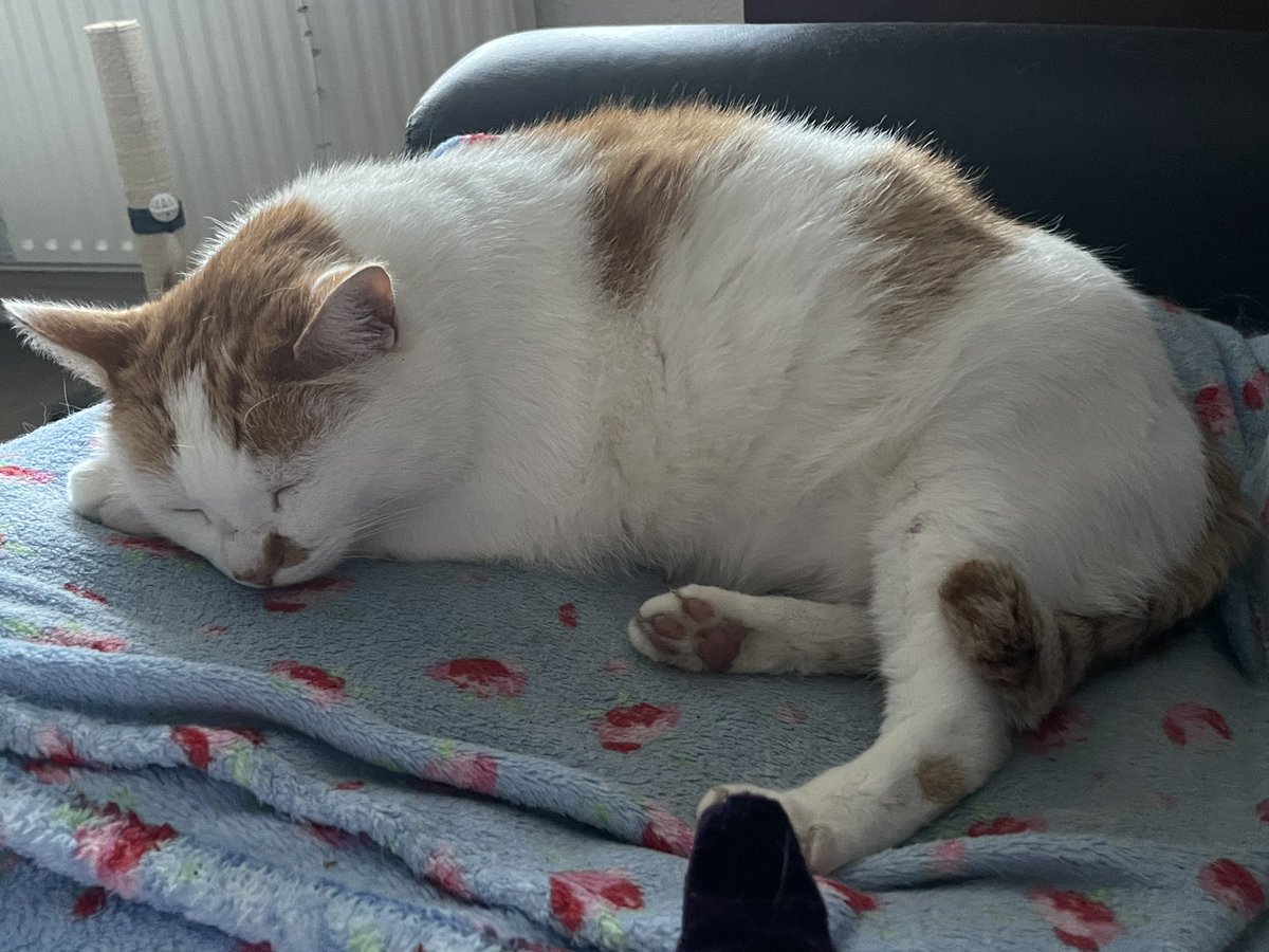 You'll all be glad to know Asbo is celebrating #InternationalCatDay the way he spends every other day. Snoozing.