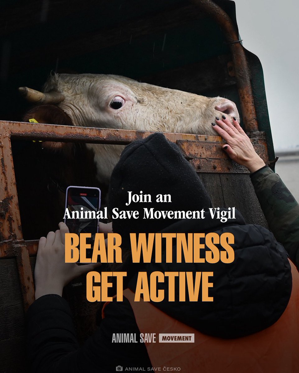 Their eyes plead for mercy.
Their fate is sealed.
But in their final moments, you can show them compassion and share their stories 💔

Join an Animal Save Movement vigil. Bear witness and get active: thesavemovement.org/volunteer
