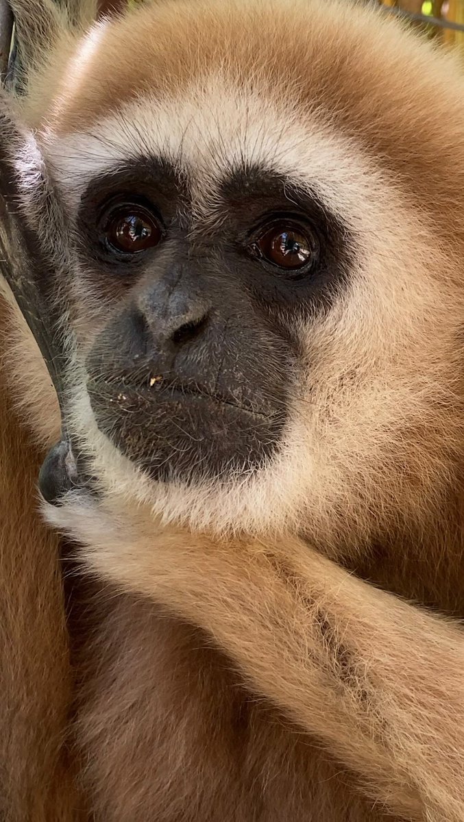 𐔌 . astro gibbon 💫 ୧ tweet media