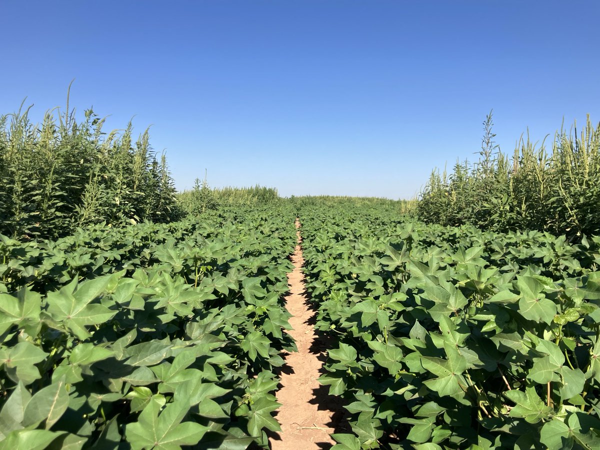 Adam Hixson (@hixsona) on Twitter photo Strong 💪 residual herbicide programs in cotton during the first 40 days really shows in August! <a href="/BASFAgProducts/">BASF AgSolutions US</a> <a href="/txresearch/">Texas A&M AgriLife Research</a> Strong 💪 residual herbicide programs in cotton during the first 40 days really shows in August! <a href="/BASFAgProducts/">BASF AgSolutions US</a> <a href="/txresearch/">Texas A&M AgriLife Research</a>