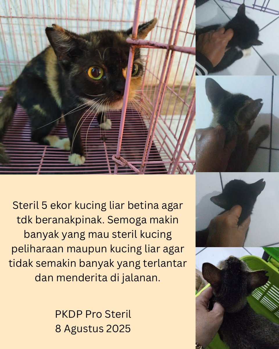 pkdpprosteril's tweet photo. Yuk steril! 

#prosteril #kucingliar #eartip #straycat  #TNR #TrapNeuterReturn https://t.co/j3Zqb8kOse