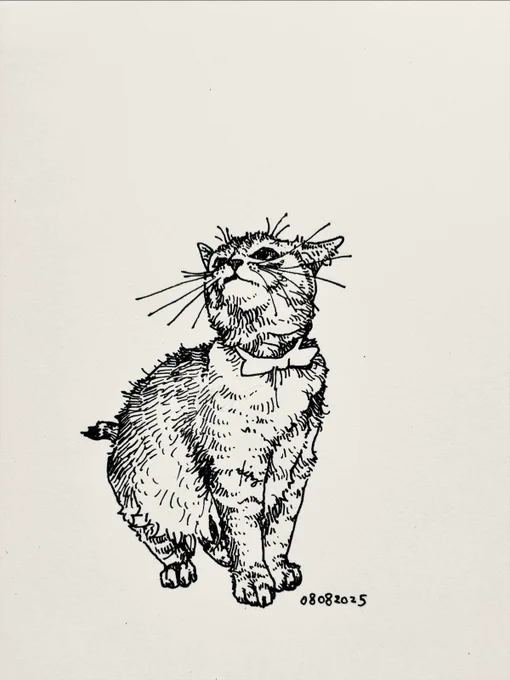 じぶんちの猫