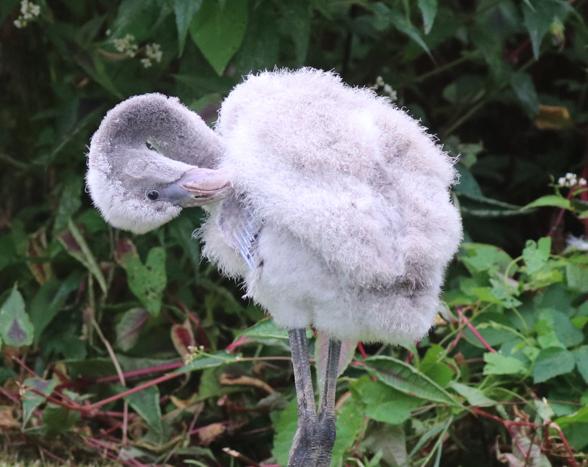 ⭐️ Frankie update ⭐️
In this photo you can see the first feathers developing, known as pin feathers that are  encased in a protective sheath of keratin which protects the growing feather and its blood supply as it emerges from the skin.
Photograph by Director Alison