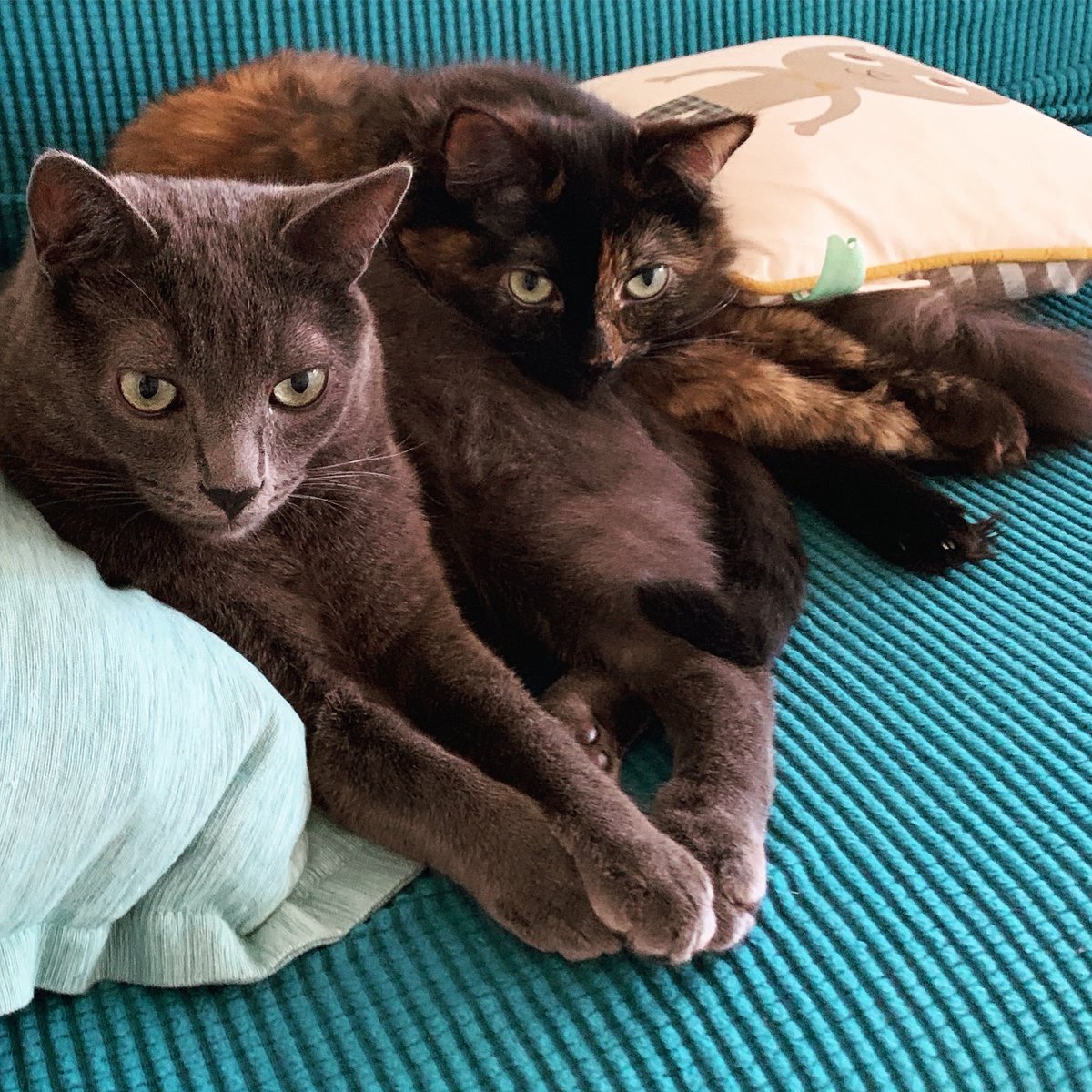 Happy #InternationalCatDay to all who celebrate!