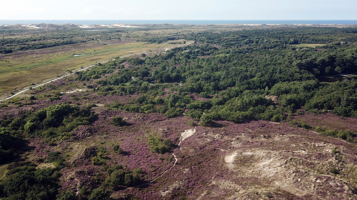 #Terschelling. Bloeiende heide met zicht op de weilanden en de Kroonpolders richting paal 3/4