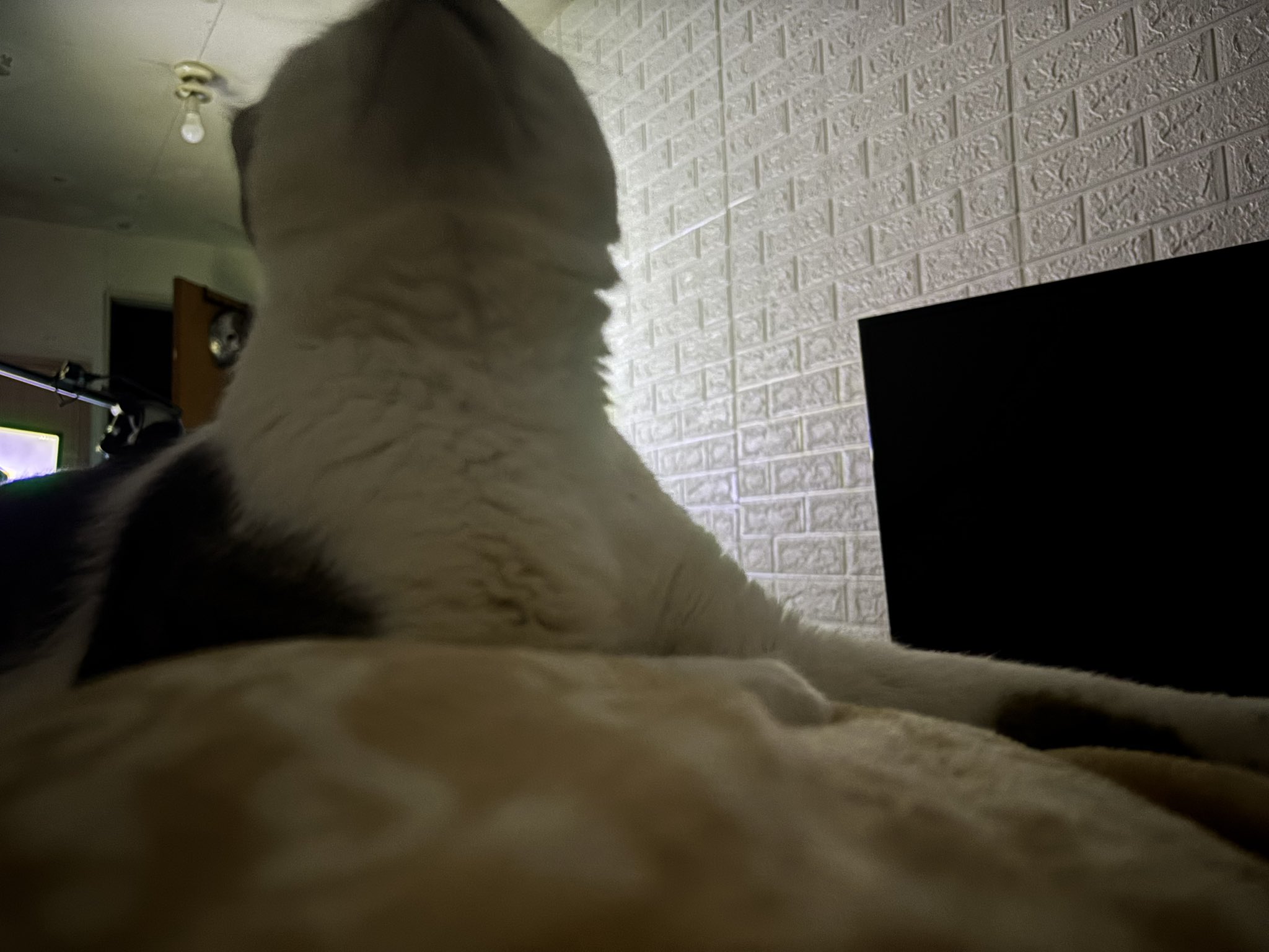 流石 兄者 (@anijan0716) / X